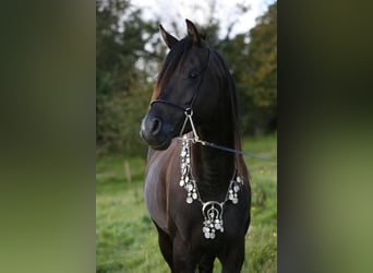 Koń czystej krwi arabskiej, Ogier, 11 lat, 156 cm, Kara