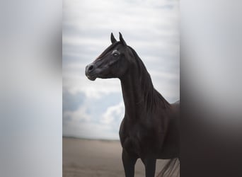 Koń czystej krwi arabskiej, Ogier, 11 lat, 156 cm, Kara
