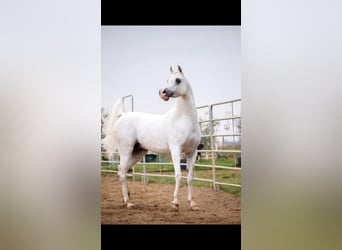 Koń czystej krwi arabskiej, Ogier, 11 lat, Siwa