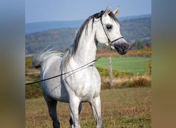 Koń czystej krwi arabskiej, Ogier, 12 lat, 153 cm, Siwa w hreczce