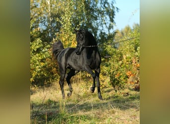 Koń czystej krwi arabskiej, Ogier, 12 lat, 156 cm