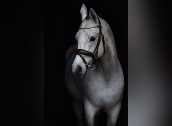 Koń czystej krwi arabskiej, Ogier, 12 lat, 156 cm, Siwa jabłkowita