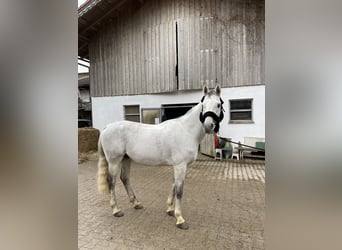 Koń czystej krwi arabskiej, Ogier, 12 lat, 156 cm, Siwa jabłkowita