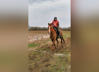 Koń czystej krwi arabskiej, Ogier, 13 lat, 157 cm, Kasztanowata