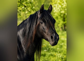 Koń czystej krwi arabskiej, Ogier, 13 lat, 158 cm, Kara