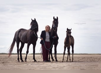 Koń czystej krwi arabskiej, Ogier, 13 lat, 158 cm, Kara