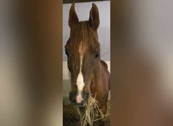 Koń czystej krwi arabskiej, Ogier, 15 lat, 150 cm, Kasztanowata