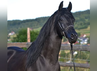 Koń czystej krwi arabskiej, Ogier, 15 lat, 152 cm, Kara