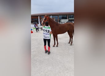 Koń czystej krwi arabskiej, Ogier, 15 lat, 157 cm, Kasztanowata