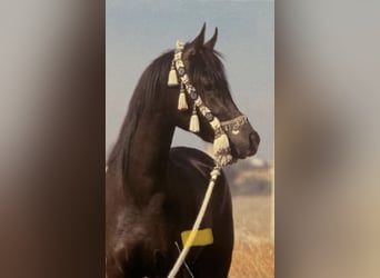 Koń czystej krwi arabskiej, Ogier, 16 lat, 154 cm, Kara