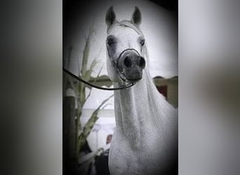 Koń czystej krwi arabskiej, Ogier, 18 lat, 156 cm, Siwa