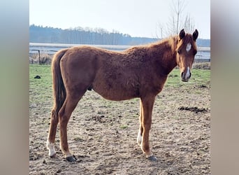 Koń czystej krwi arabskiej, Ogier, 1 Rok, 135 cm, Kasztanowata