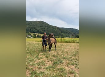 Koń czystej krwi arabskiej, Ogier, 1 Rok, 136 cm, Siwa