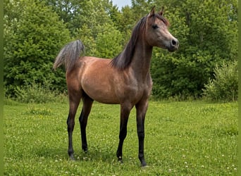 Koń czystej krwi arabskiej, Ogier, 1 Rok, 136 cm, Siwa