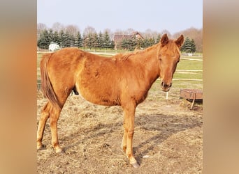 Koń czystej krwi arabskiej, Ogier, 1 Rok, 140 cm, Kasztanowata