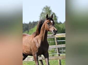 Koń czystej krwi arabskiej, Ogier, 1 Rok, 141 cm, Ciemnokasztanowata