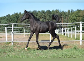 Koń czystej krwi arabskiej, Ogier, 1 Rok, 143 cm, Kara