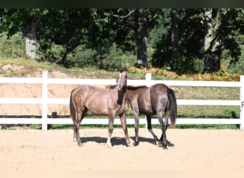 Koń czystej krwi arabskiej, Ogier, 1 Rok, 144 cm, Siwa