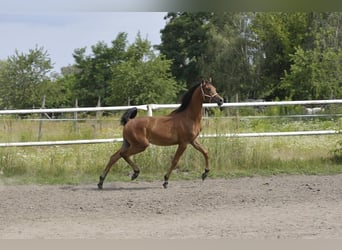 Koń czystej krwi arabskiej, Ogier, 1 Rok, 145 cm, Gniada