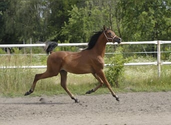 Koń czystej krwi arabskiej, Ogier, 1 Rok, 145 cm, Gniada