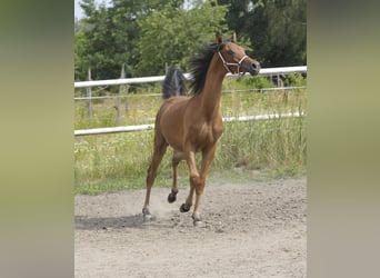 Koń czystej krwi arabskiej, Ogier, 1 Rok, 145 cm, Gniada