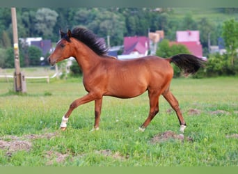 Koń czystej krwi arabskiej, Ogier, 1 Rok, 145 cm, Gniada