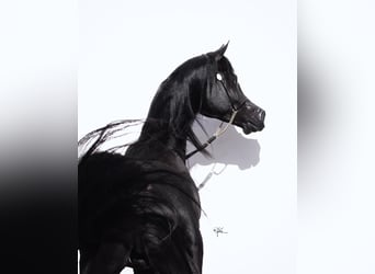 Koń czystej krwi arabskiej, Ogier, 1 Rok, 146 cm, Kara