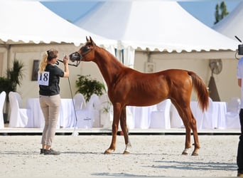 Koń czystej krwi arabskiej, Ogier, 1 Rok, 150 cm, Ciemnokasztanowata