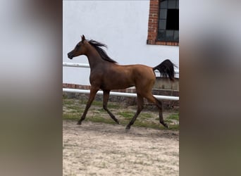 Koń czystej krwi arabskiej, Ogier, 1 Rok, 150 cm, Gniada