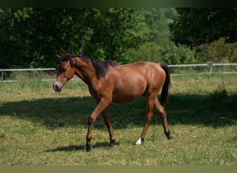 Koń czystej krwi arabskiej, Ogier, 1 Rok, 152 cm, Gniada