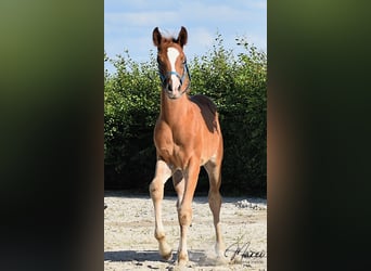 Koń czystej krwi arabskiej, Ogier, 1 Rok, 152 cm, Kasztanowata