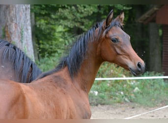 Koń czystej krwi arabskiej, Ogier, 1 Rok, 153 cm, Gniada