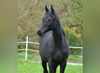 Koń czystej krwi arabskiej, Ogier, 1 Rok, 153 cm, Siwa