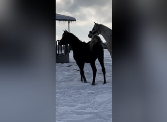 Koń czystej krwi arabskiej, Ogier, 1 Rok, 154 cm, Karosiwa