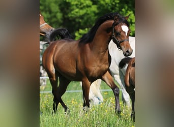 Koń czystej krwi arabskiej, Ogier, 1 Rok, 155 cm, Gniada