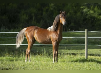 Koń czystej krwi arabskiej, Ogier, 1 Rok, 155 cm, Gniada