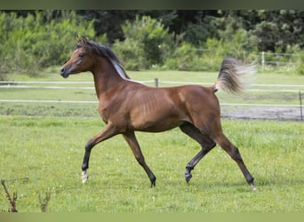 Koń czystej krwi arabskiej, Ogier, 1 Rok, 155 cm, Gniada