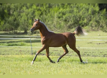 Koń czystej krwi arabskiej, Ogier, 1 Rok, 155 cm, Gniada