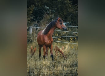 Koń czystej krwi arabskiej, Ogier, 1 Rok, 155 cm, Gniada