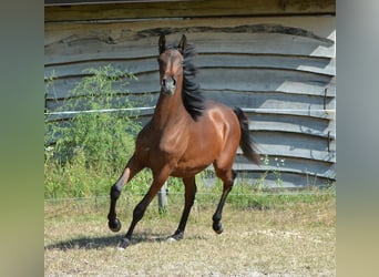 Koń czystej krwi arabskiej, Ogier, 1 Rok, 155 cm, Gniada