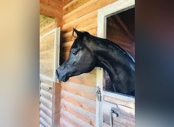 Koń czystej krwi arabskiej, Ogier, 1 Rok, 155 cm, Kara