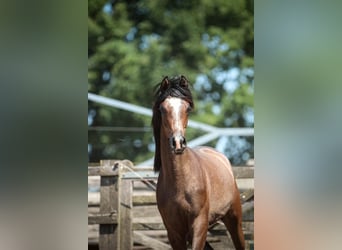 Koń czystej krwi arabskiej, Ogier, 1 Rok, 155 cm, Siwa
