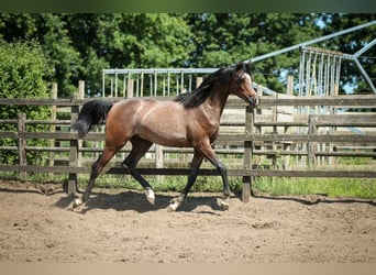 Koń czystej krwi arabskiej, Ogier, 1 Rok, 155 cm, Siwa