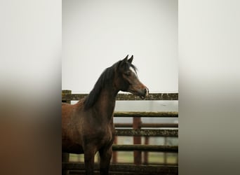 Koń czystej krwi arabskiej, Ogier, 1 Rok, 155 cm, Siwa