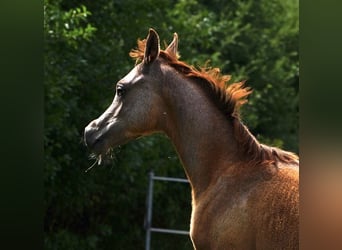 Koń czystej krwi arabskiej, Ogier, 1 Rok, 155 cm, Siwa