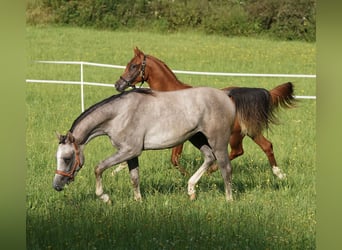 Koń czystej krwi arabskiej, Ogier, 1 Rok, 155 cm, Siwa