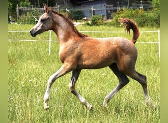 Koń czystej krwi arabskiej, Ogier, 1 Rok, 155 cm, Siwa