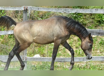 Koń czystej krwi arabskiej, Ogier, 1 Rok, 155 cm, Siwa