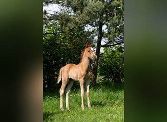 Koń czystej krwi arabskiej, Ogier, 1 Rok, 156 cm, Cisawa