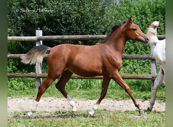 Koń czystej krwi arabskiej, Ogier, 1 Rok, 156 cm, Gniada